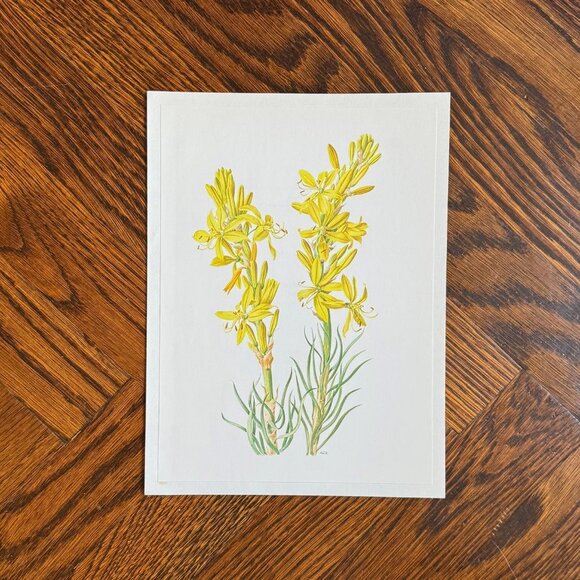 Vintage French Flower Prints Set 4 - Picture 5 of 5